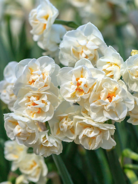 How to plant daffodils
